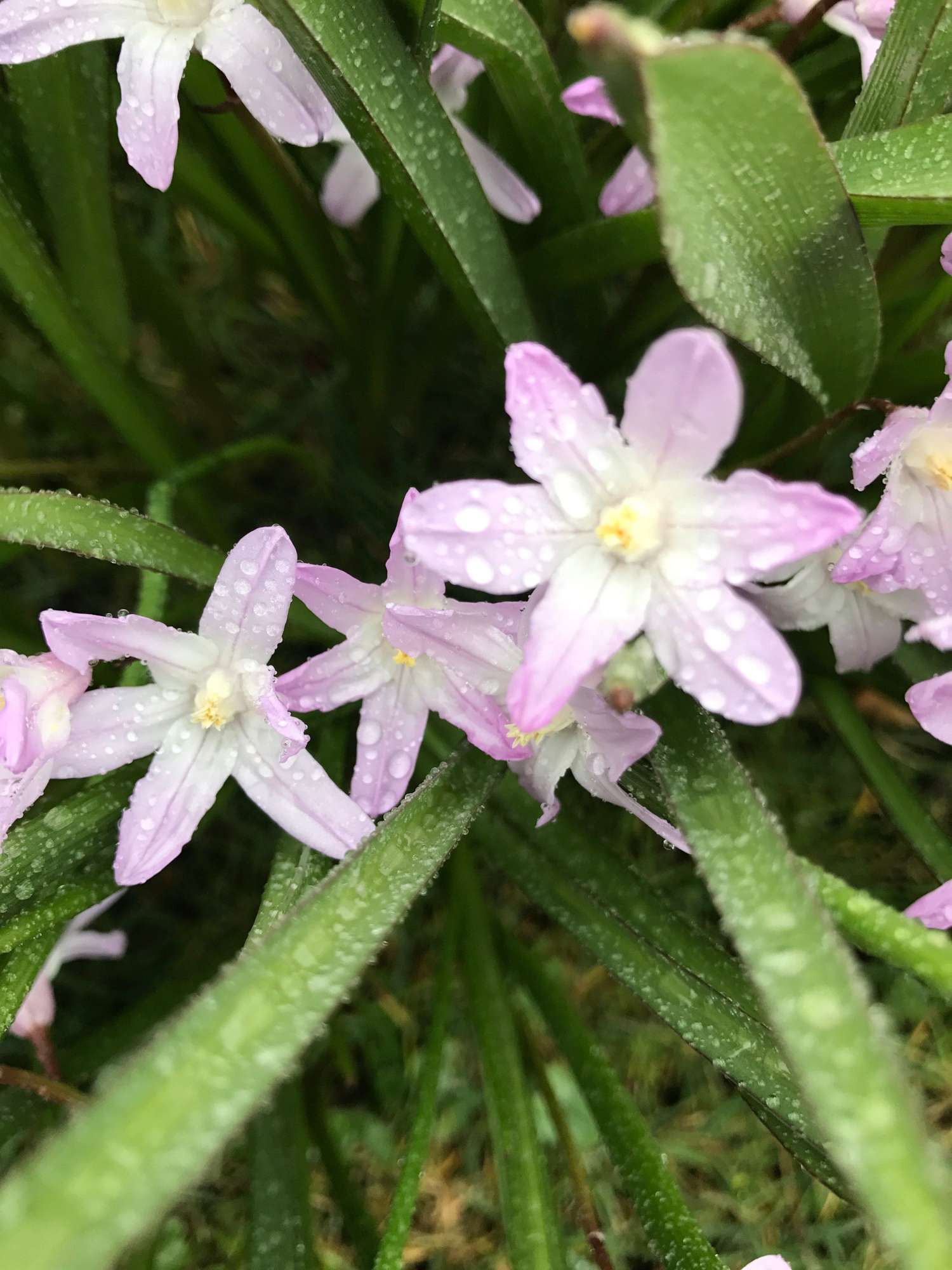 Ipheion (Frühlingsstern) 'Tessa'